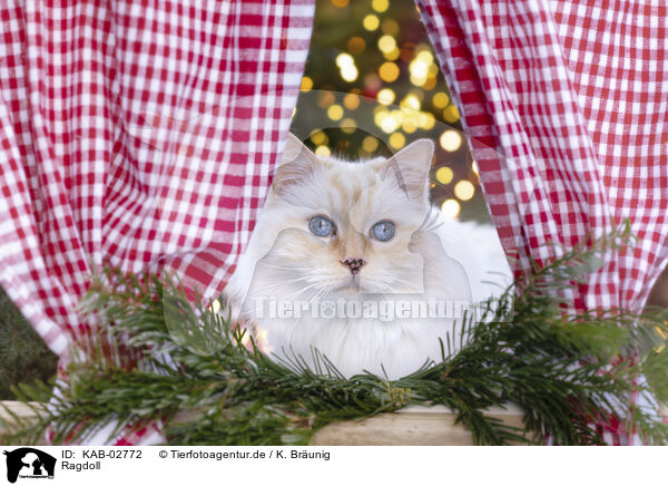 Ragdoll / Ragdoll / KAB-02772