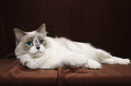 liegende Ragdoll