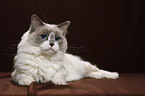 liegende Ragdoll