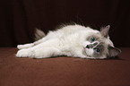 liegende Ragdoll