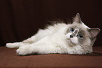 liegende Ragdoll