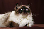 Ragdoll