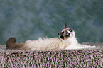 liegende Ragdoll