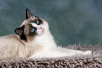 liegende Ragdoll