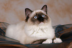 liegende Ragdoll