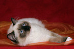 liegende Ragdoll