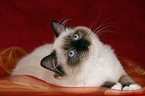 liegende Ragdoll