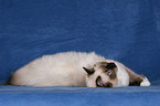 liegende Ragdoll