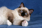 liegende Ragdoll