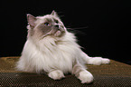 liegende Ragdoll