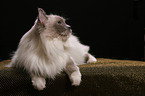 liegende Ragdoll