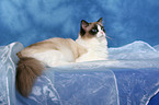 liegende Ragdoll