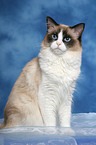 sitzende Ragdoll