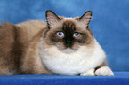 liegende Ragdoll