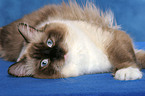 liegende Ragdoll