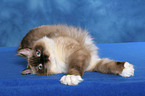 liegende Ragdoll