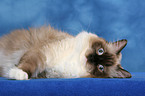 liegende Ragdoll