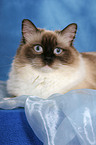 liegende Ragdoll