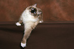 liegende Ragdoll