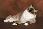 liegende Ragdoll