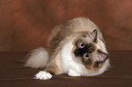 liegende Ragdoll