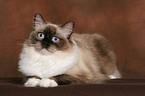 liegende Ragdoll