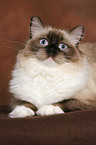 liegende Ragdoll