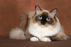 liegende Ragdoll