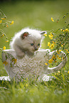 Ragdoll Ktzchen