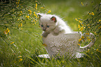 Ragdoll Ktzchen