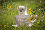 Ragdoll Ktzchen