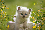 Ragdoll Ktzchen