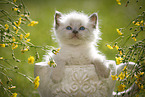 Ragdoll Ktzchen