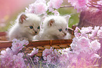 Ragdoll Ktzchen