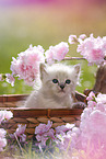 Ragdoll Ktzchen