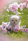 Ragdoll Ktzchen