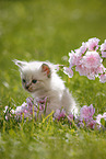 Ragdoll Ktzchen