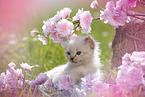 Ragdoll Ktzchen