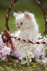 Ragdoll Ktzchen