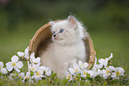 Ragdoll Ktzchen