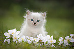 Ragdoll Ktzchen