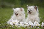 2 Ragdoll Ktzchen