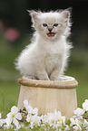 Ragdoll Ktzchen