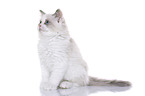 Ragdoll Ktzchen