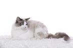 liegende Ragdoll