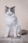 sitzende Ragdoll