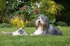 Ragdoll und Bearded Collie