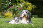 Ragdoll und Bearded Collie