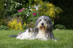 Ragdoll und Bearded Collie