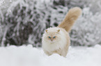 Ragdoll im Schnee